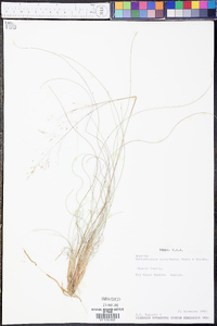 Muhlenbergia reverchonii image