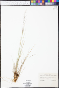 Muhlenbergia reverchonii image