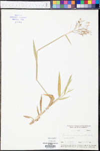 Panicum meridionale image