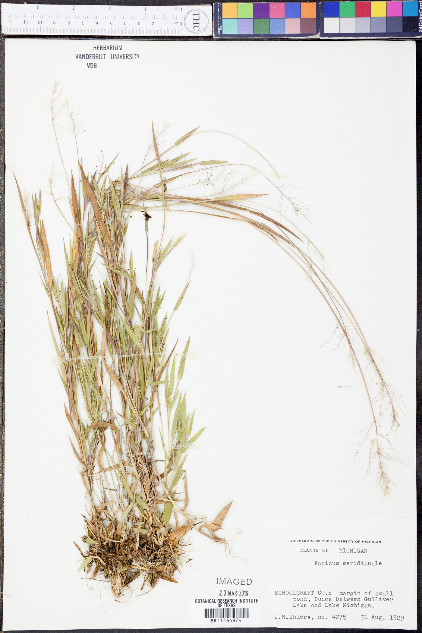 Panicum meridionale image