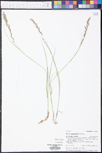 Melica spectabilis image