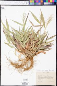 Panicum commutatum image