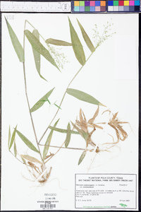 Panicum commutatum image