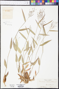 Panicum commutatum image