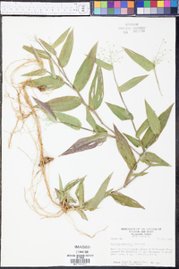 Panicum commutatum image