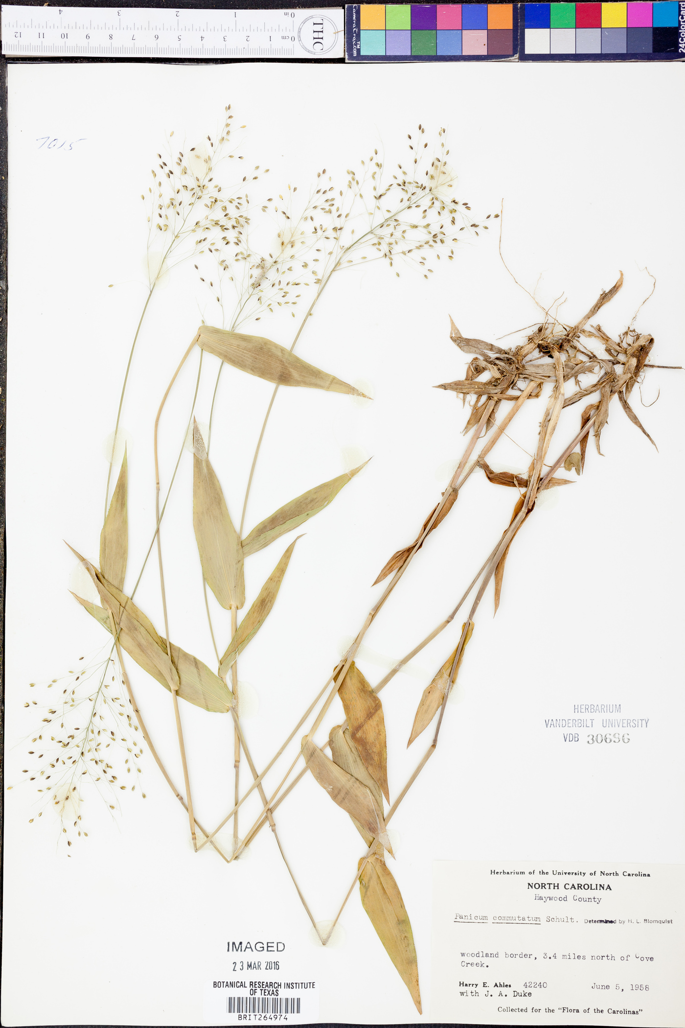 Panicum commutatum image