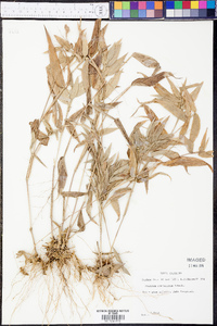 Panicum commutatum image