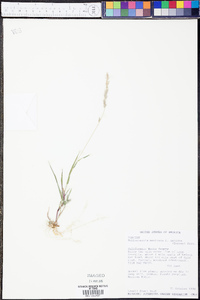 Muhlenbergia mexicana image