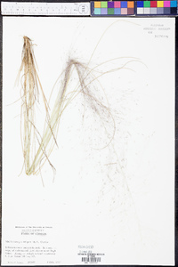 Muhlenbergia filipes image