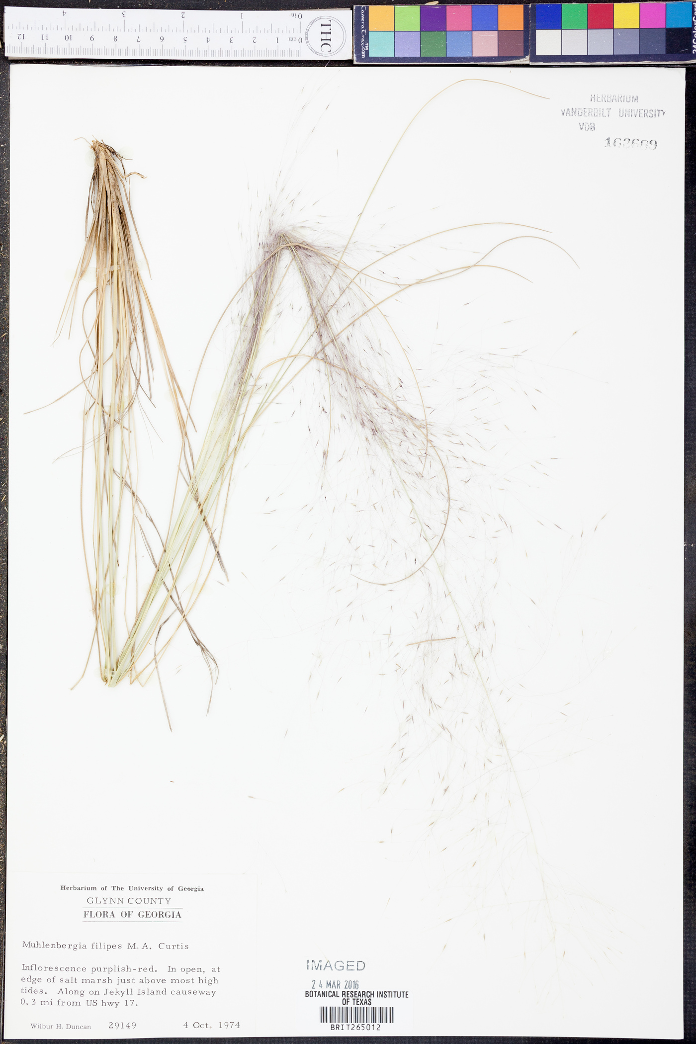 Muhlenbergia filipes image