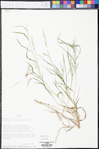 Muhlenbergia frondosa image