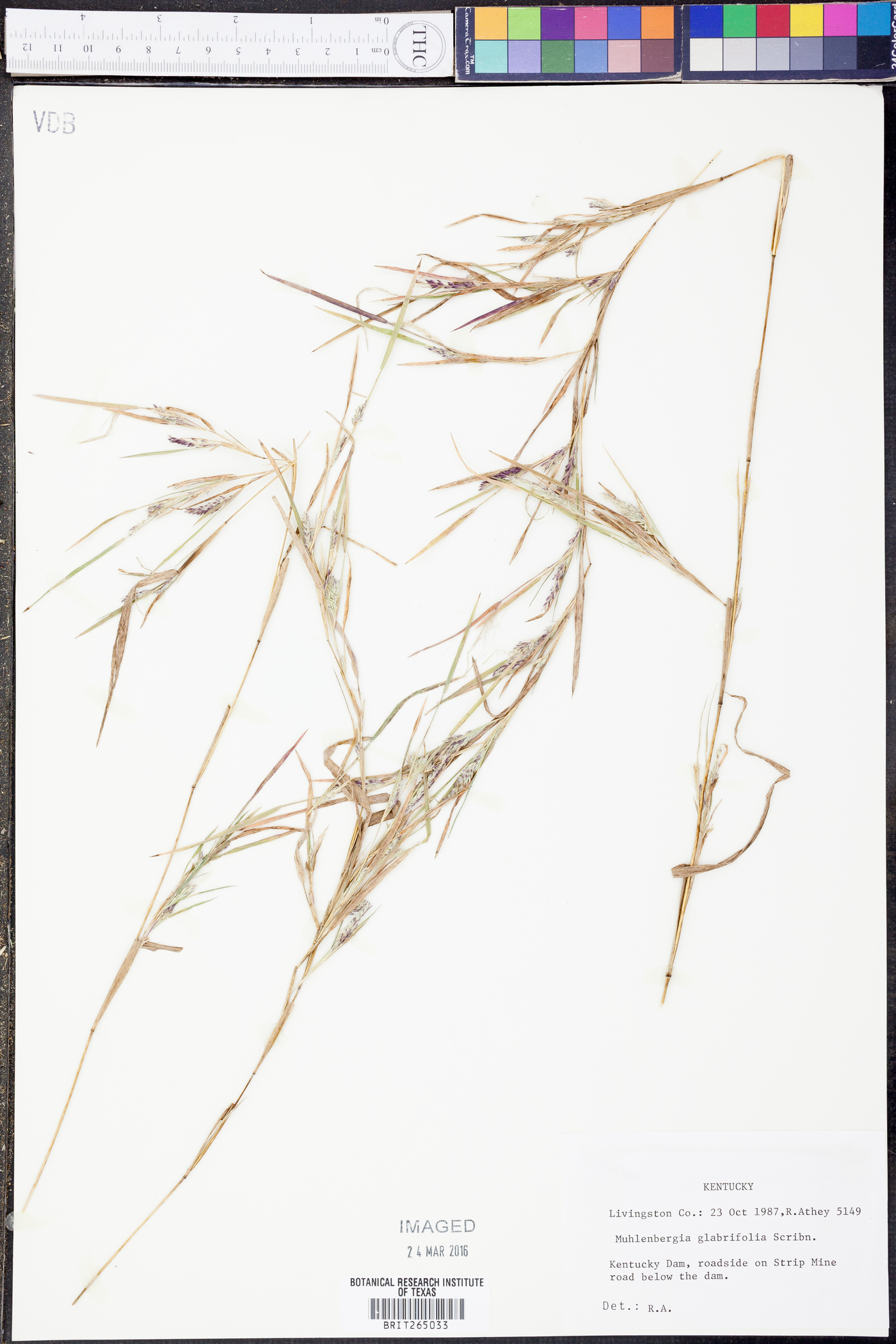 Muhlenbergia glabriflora image