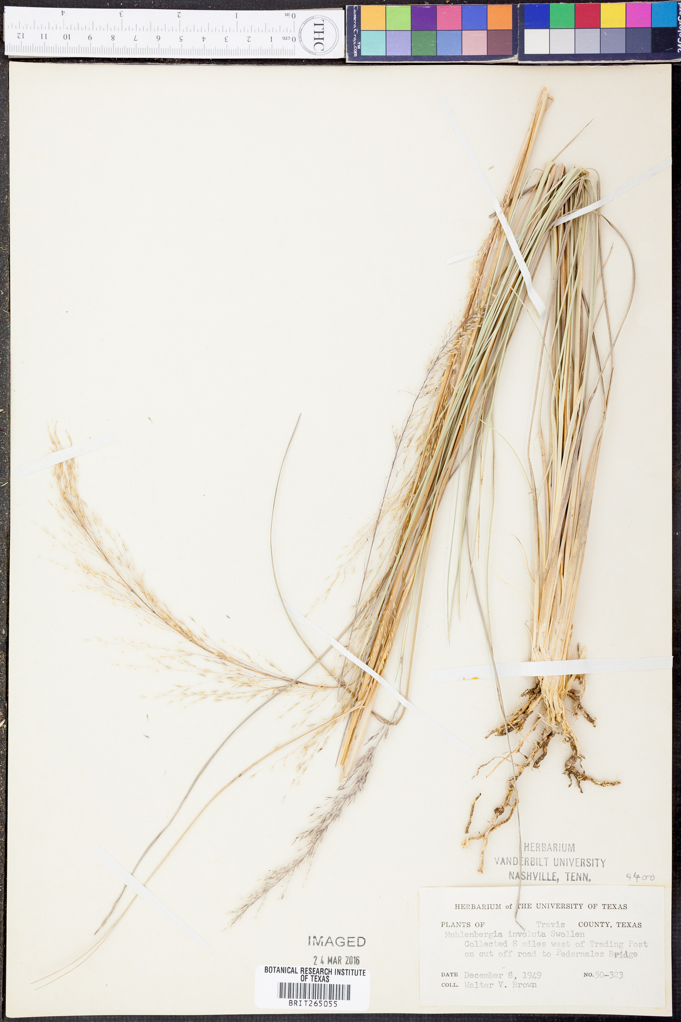 Muhlenbergia involuta image