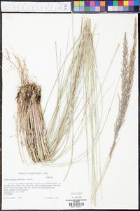 Muhlenbergia lindheimeri image