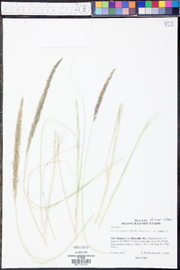 Muhlenbergia dubia image