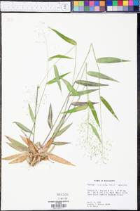 Panicum commutatum image