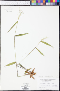 Panicum commutatum image