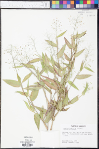 Panicum commutatum image