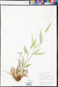 Panicum mutabile image