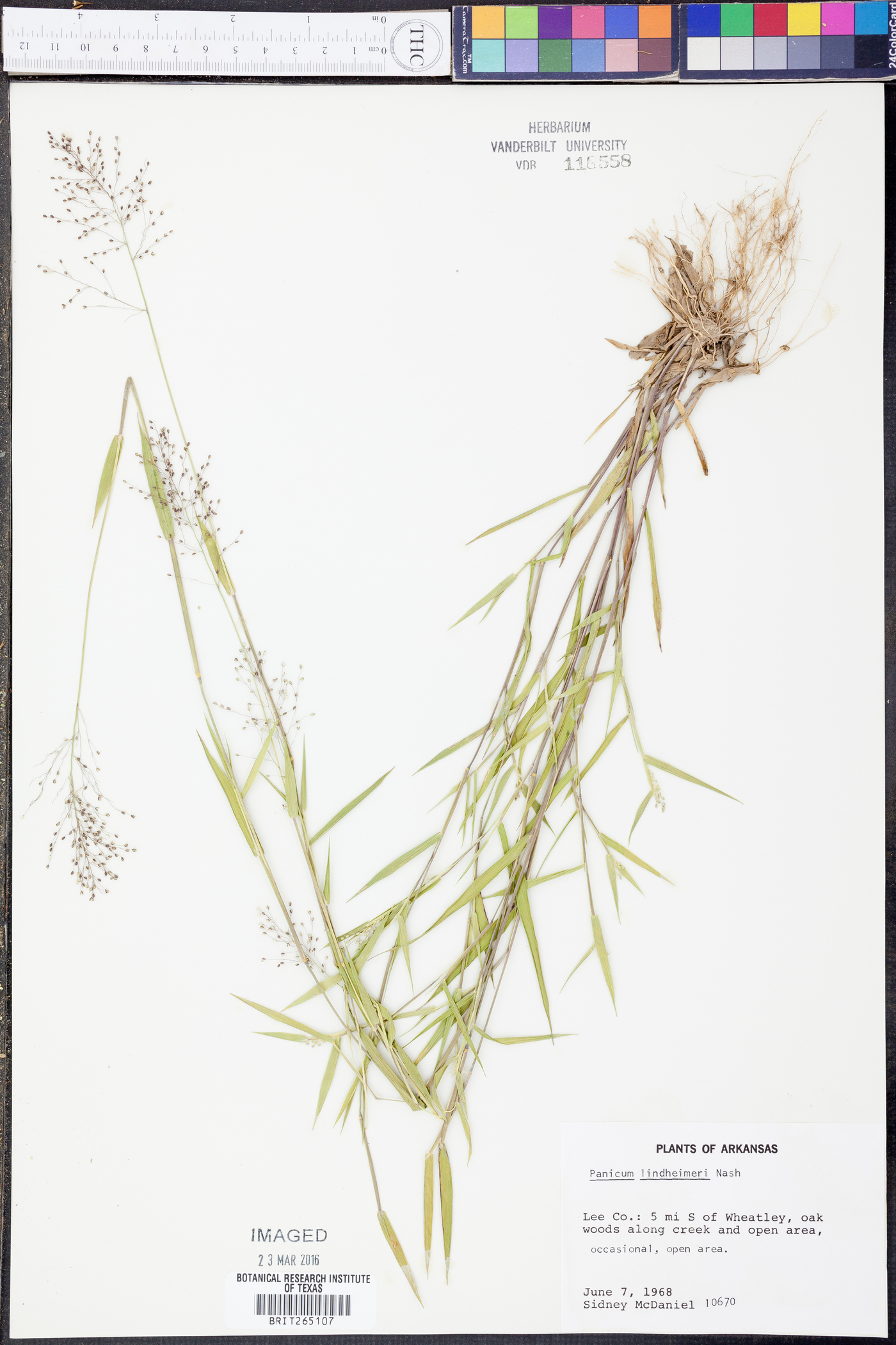 Panicum lindheimeri image