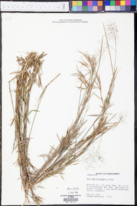 Panicum leucothrix image