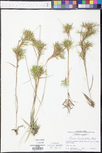 Panicum longiligulatum image