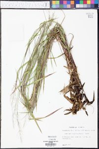 Panicum longiligulatum image