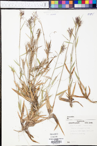 Panicum albomarginatum image