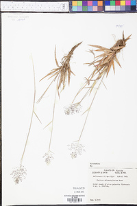 Panicum albomarginatum image