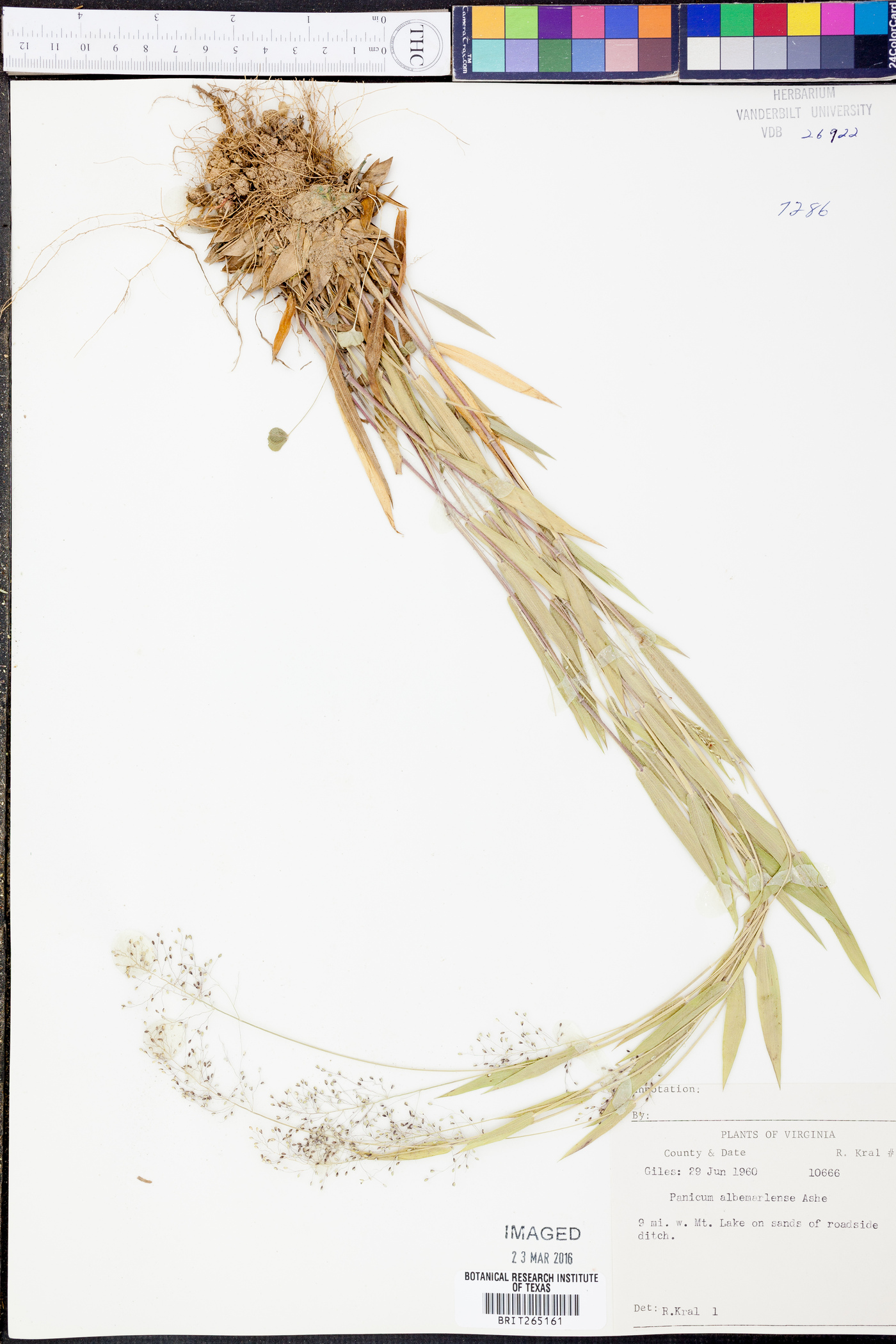 Panicum albemarlense image