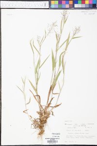 Panicum albemarlense image