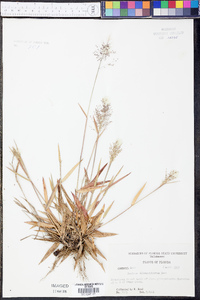 Panicum albomarginatum image