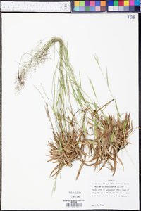 Panicum albomarginatum image