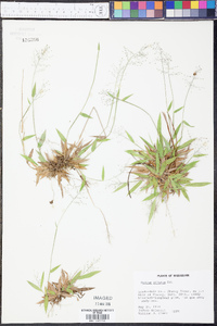 Panicum ciliatum image