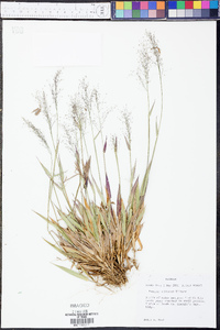 Panicum ciliatum image