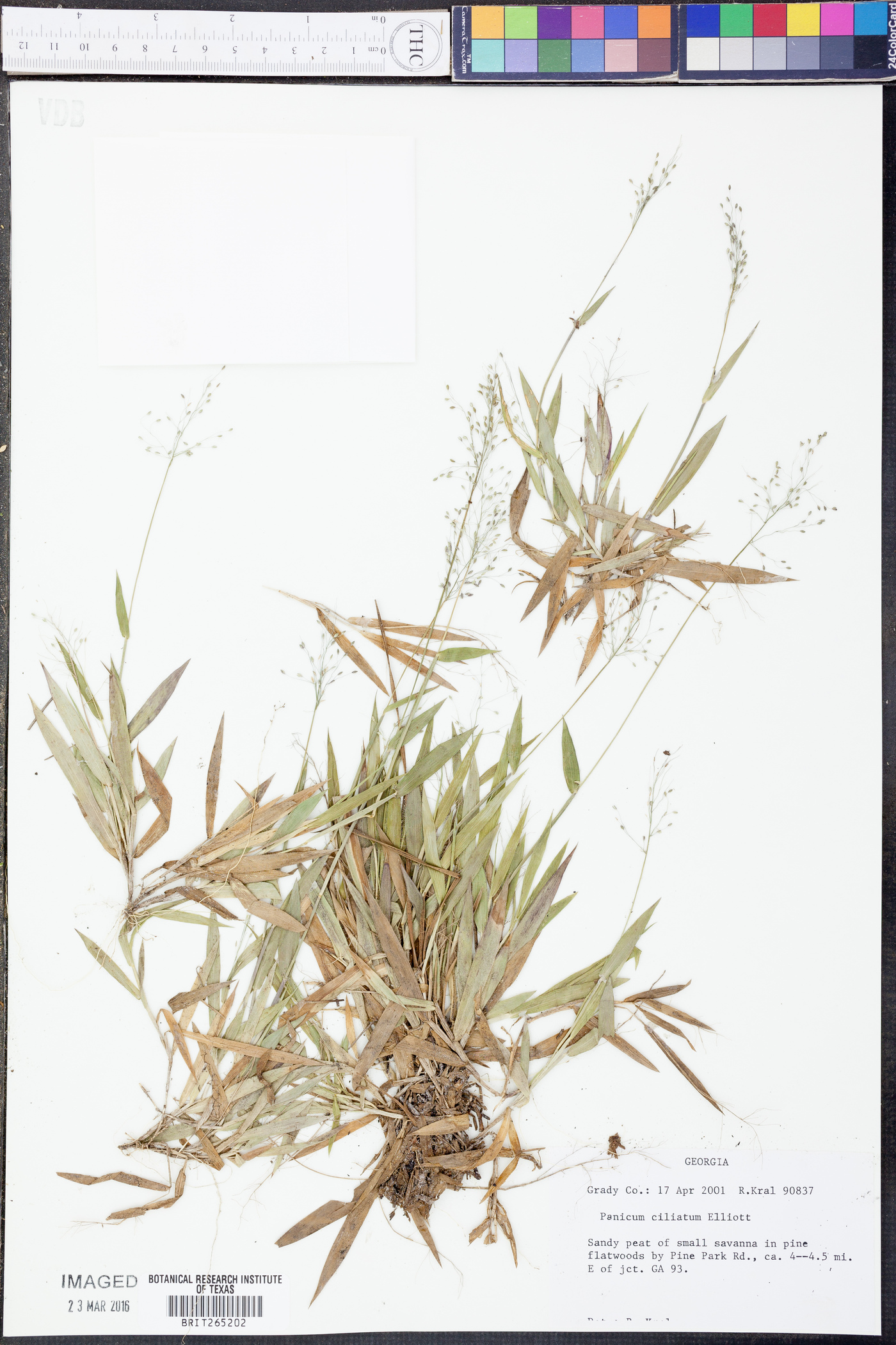 Panicum ciliatum image