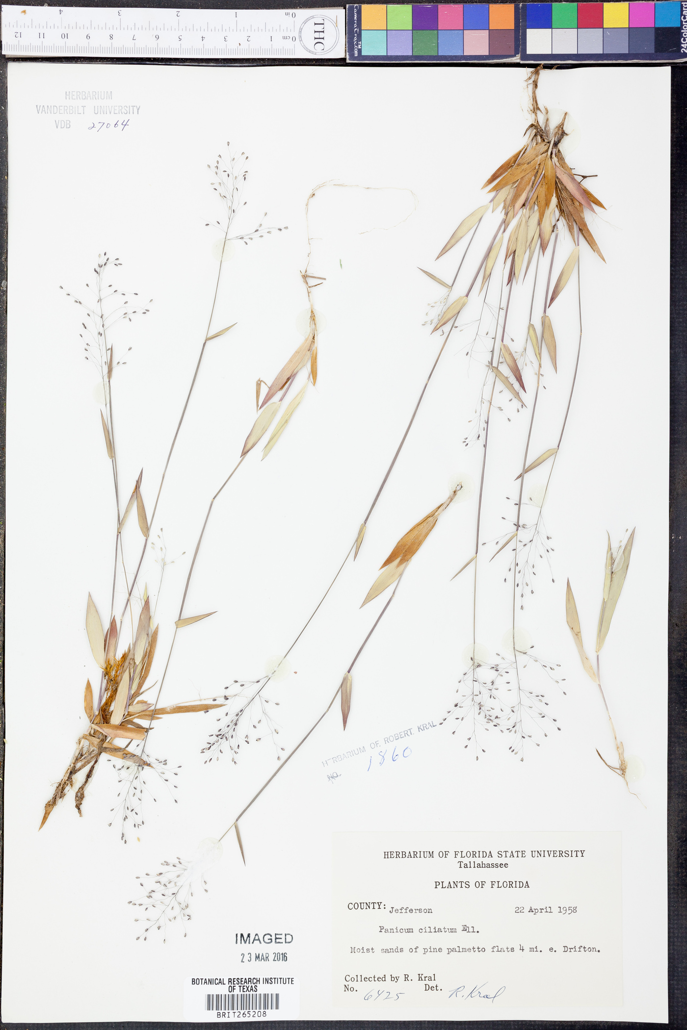 Panicum ciliatum image