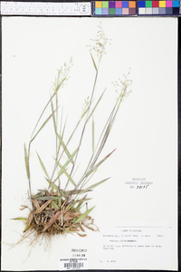 Panicum ciliatum image