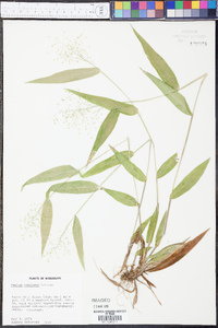 Panicum commutatum image