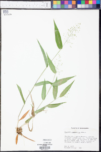 Panicum commutatum image