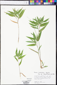 Panicum commutatum image