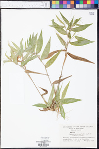 Panicum commutatum image