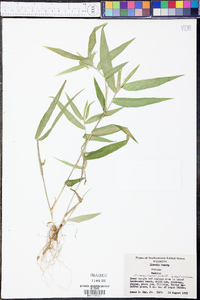 Panicum commutatum image