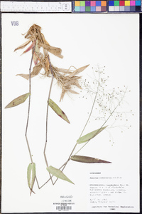 Panicum commutatum image