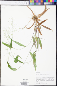 Panicum commutatum image