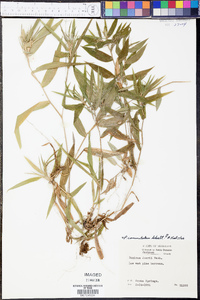 Panicum commutatum image