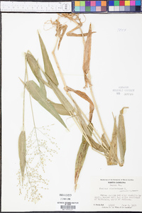 Panicum clandestinum image