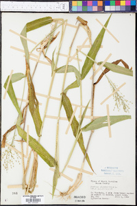 Panicum clandestinum image