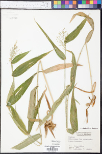 Panicum clandestinum image