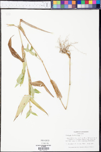 Panicum clandestinum image